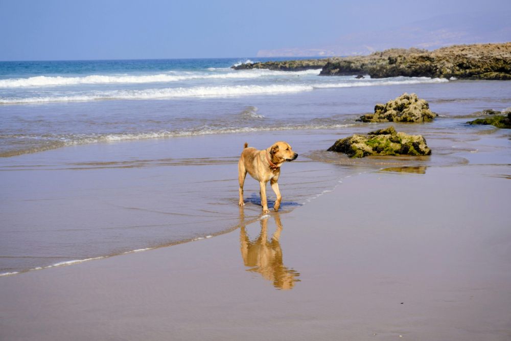 Urlaub mit Hund auf Sylt – Worauf sollte man bei der Unterkunft achten?